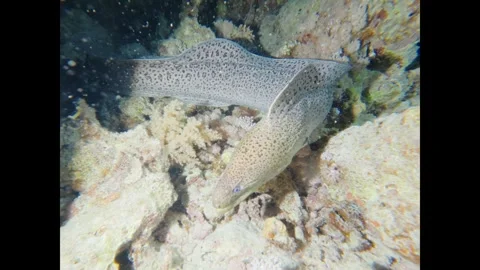 Spotted giant moray eel swimming over a coral reef during a night dive in the Stock-Footage 334716316