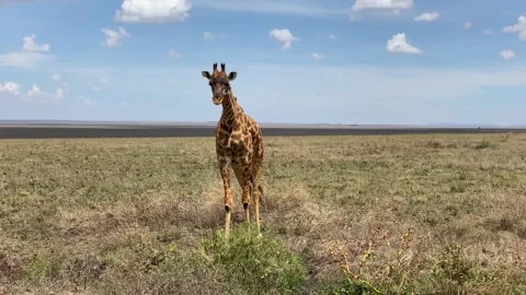 A spotted giraffe eats grass in the Serengeti National Park Stock-Footage 170072457