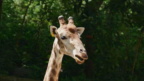 Spotted giraffe slowly chews with its mouth moving while standing in an outdoor Stock Footage 334092588
