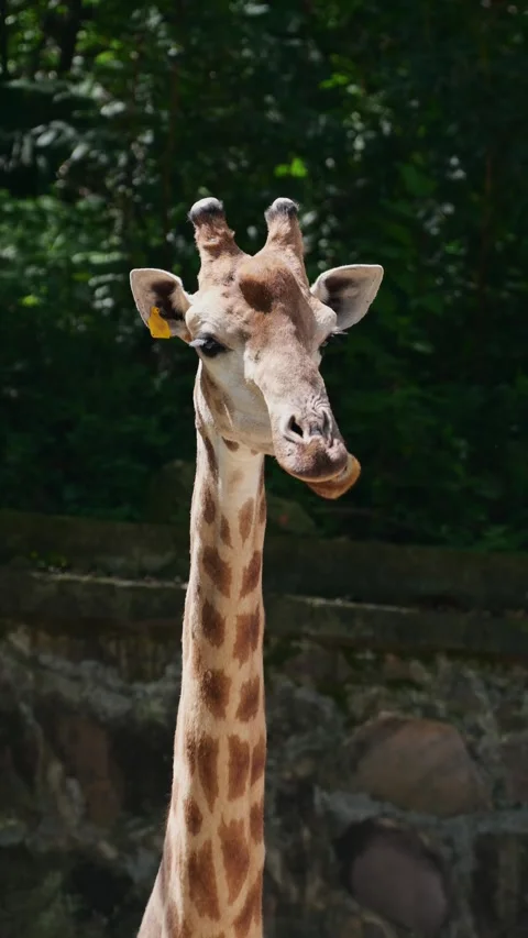 Spotted giraffe slowly chews with its mouth moving while standing in an outdoor Stock Footage 334092638