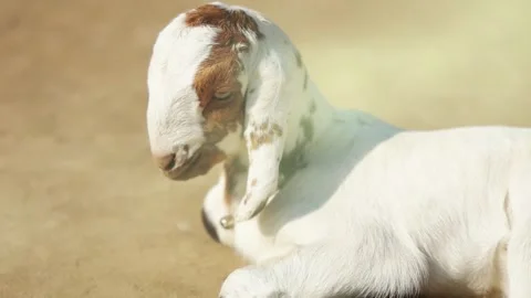 Spotted Goat Resting in Sunlight Video stock 340538627