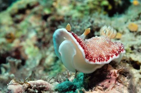 Spotted goniobranchus Foto stock