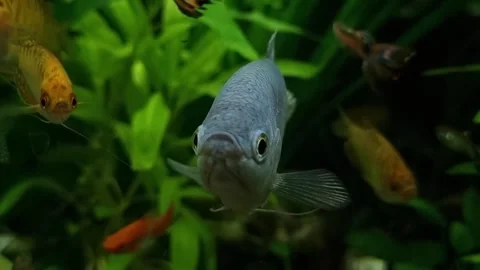 Spotted Gourami In An Aquarium Stock Footage 282429696