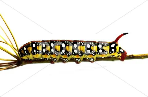 Spotted green caterpillar isolated Stock Photos