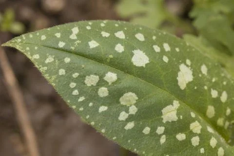 Spotted green leaf on brown background Stock Photos
