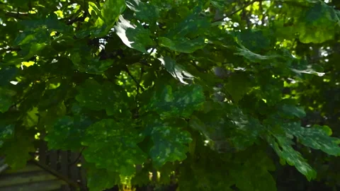 Spotted green oak leaves moving in the wind Stock Footage 345530160