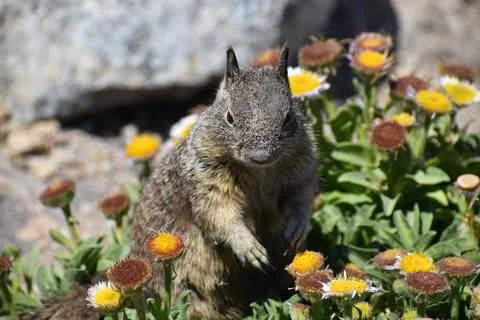 Spotted Ground Squirrel with Sandy Face in Wildflowers Stock Photos