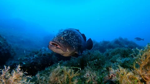 Spotted grouper fish in a reef - Mediterranean sea marine life Stock Footage 119387529