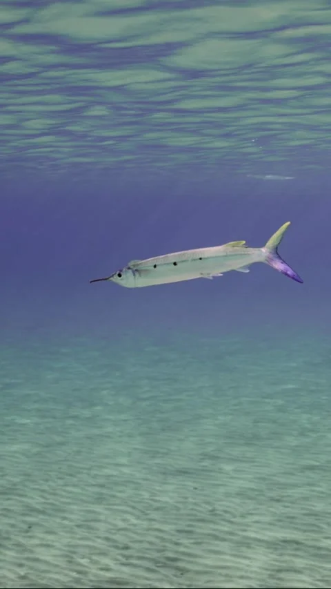 Spotted Halfbeak swims under surface of blue ocean over sandy bottom in shallow Stock Footage 252015996