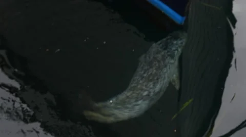 Spotted harbor seal chasing bait fish, friday harbor, san juan island,san jua Stock Footage 42309195