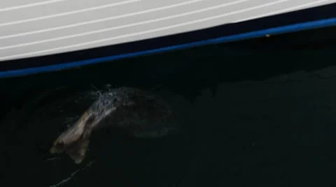 Spotted harbor seal chasing bait fish, friday harbor, san juan island,san jua Stock Footage 42309250