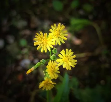 Spotted hawkweed Stock Photos