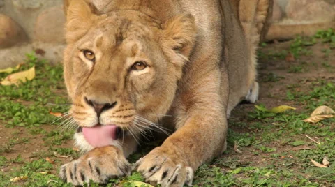 Spotted head and mighty paws of lioness in sunset light. Stock Footage 46427213