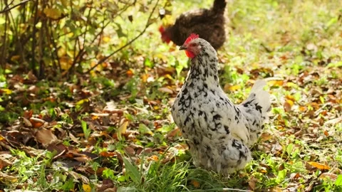 Spotted hen walking and pecking medium shot in autumn garden, free range Stock Footage 334027952