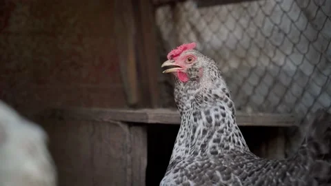 Spotted hens breathing deeply with open beak close-up Stock Footage 219515893