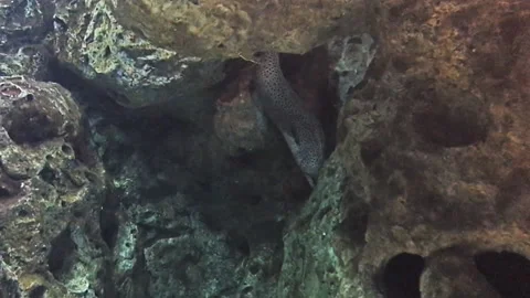 Spotted Honeycomb moray eel in rock close up in oceanarium.  Stock Footage 104795134