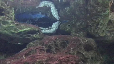 Spotted Honeycomb moray eel in rock close up in oceanarium.  Stock-Footage 106277036