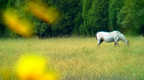 Spotted horse appaloosa Stock Footage