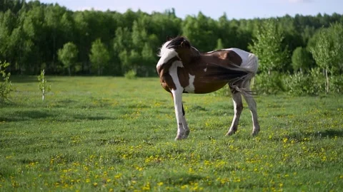 A spotted horse eats green grass, insects bite the stallion Video stock 196977601