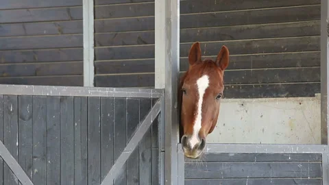 Spotted horse face Video stock 98042664
