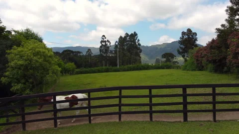 Spotted horse 動画素材 193598323