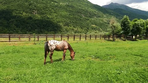 Spotted horse grazing in the meadow Video stock 242569375