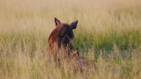 Spotted A Hungry Brown Hyena Feeding On | Stock Video | Pond5