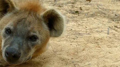 Spotted Hyaena (Crocuta crocuta). Stock Footage 75986278