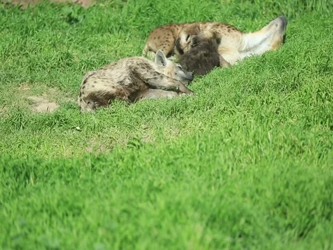 Spotted Hyaena Stock Footage 73601895