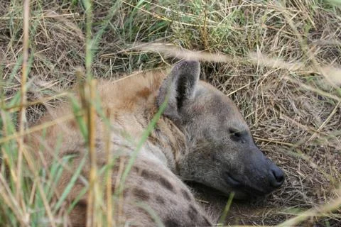 A spotted hyaena resting during the day in a storm water pipe, in the bushveld. Stock Photos