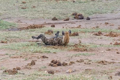 Spotted hyaena  rolling in elephant dung to conceal its scent Stock Photos