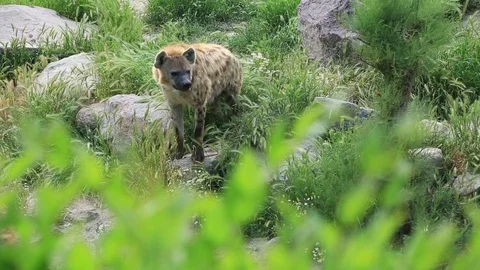 Spotted hyena 2 Stock Footage 75347178