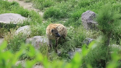 Spotted hyena 3 Stock Footage 75347881