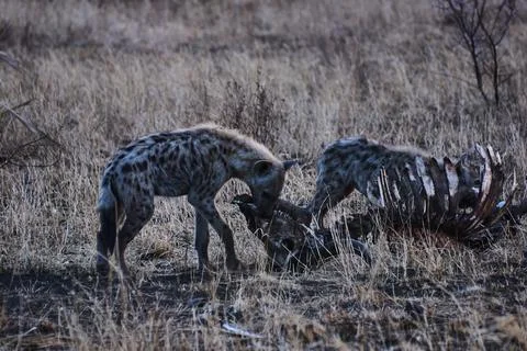 Spotted hyena clan, Crocuta crocuta, also laughing hyena Stock Photos