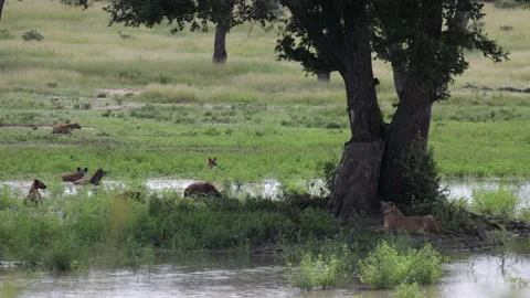 Spotted hyena clan surrounding two lions with sound Stock Footage 169786012