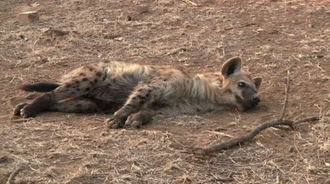 Spotted hyena close up Stock Footage 8568593