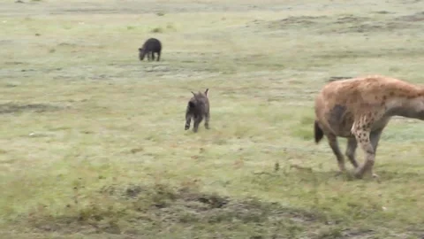 Spotted hyena cub running fast from one | Stock Video | Pond5