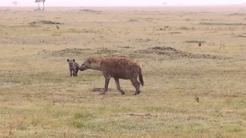 Spotted hyena cub running fast from one | Stock Video | Pond5