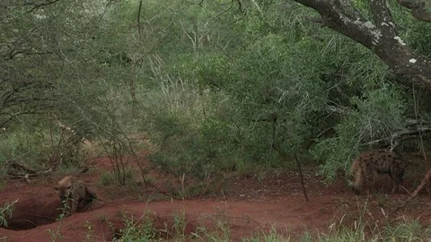 Spotted hyena at den Video stock 91788286
