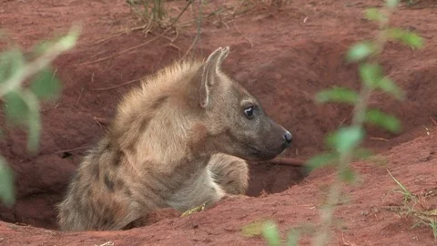 Spotted hyena at den Video stock 91788520