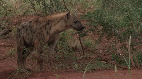 Spotted hyena at den Video stock 91788966