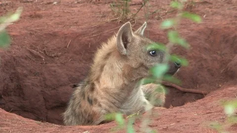 Spotted hyena at den Video stock 91788996