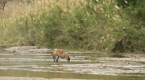 A spotted hyena eating Stock Footage 11900558