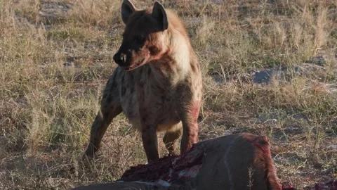 Spotted hyena feeding on a kill Stock Footage 314234181