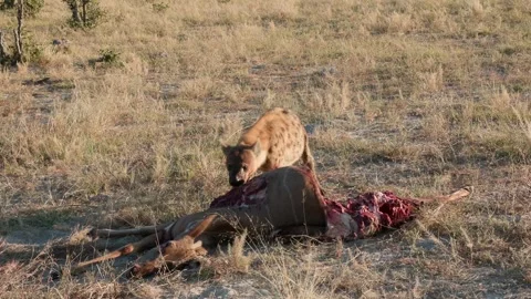 Spotted hyena feeding on a kill Stock Footage 314234182