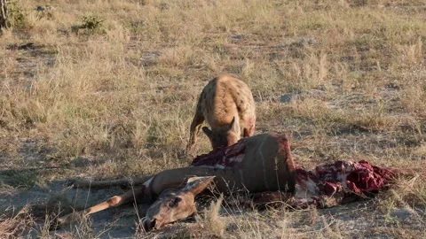 Spotted hyena feeding on a kill Stock Footage 314234193