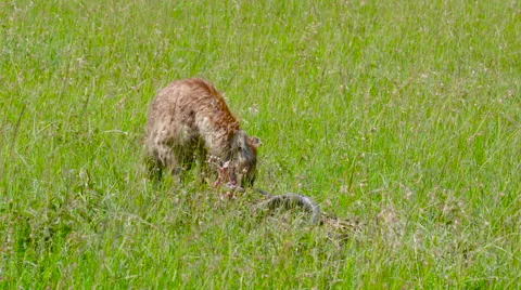 SPOTTED HYENA FEEDING MAASAI MARA KENYA | Stock Video | Pond5