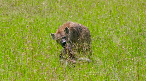 SPOTTED HYENA FEEDING MAASAI MARA KENYA | Stock Video | Pond5