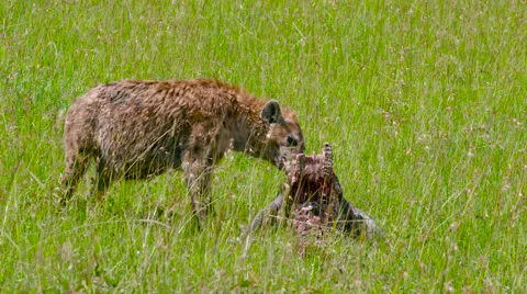 SPOTTED HYENA FEEDING MAASAI MARA KENYA | Stock Video | Pond5