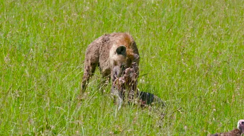 SPOTTED HYENA FEEDING MAASAI MARA KENYA | Stock Video | Pond5
